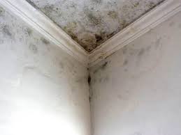 Why You Should Choose Our Mold Remediation Services in Viroqua, WI