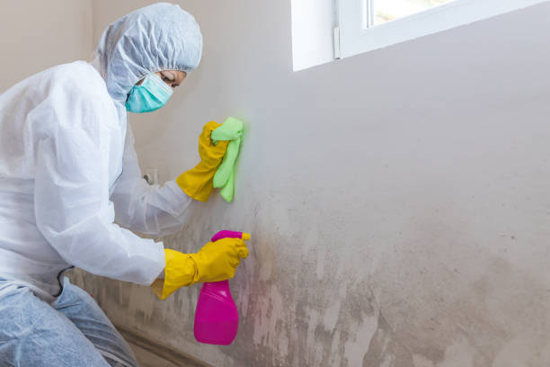 Mold Odor Removal Services in Viroqua, WI